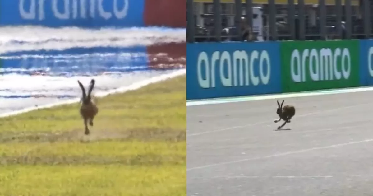 Formula 2: A hare broke into the Budapest circuit and entered the track.