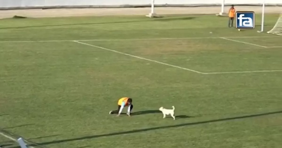 Copa Perú: Un perro invadió la cancha y se robó el show en Andahuaylas