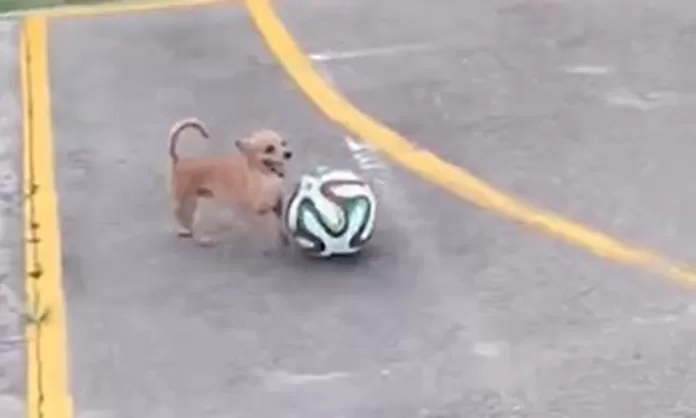 El Perrito Con El Talento De Lionel Messi Am Rica Deportes