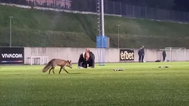 Bulgaria: Un zorro irrumpió en práctica del Ludogorets y robó un guante de arquero