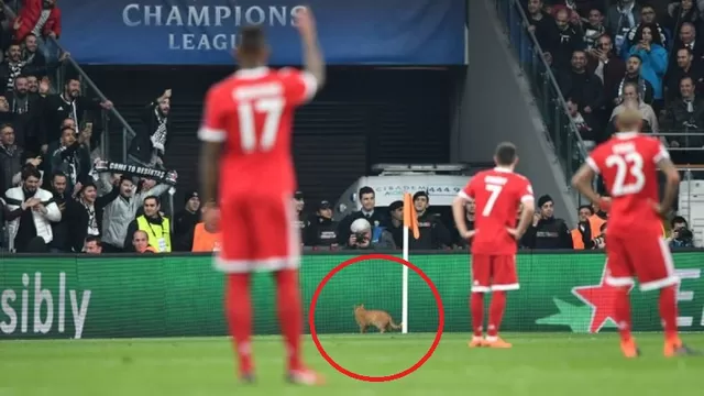 Champions League: UEFA abrió expediente al Besiktas por gato en la cancha