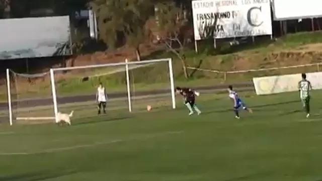 Chile: perro ingresó al campo y se interpuso en jugada de gol