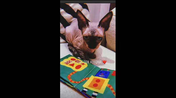 Te presentamos al gato de Cristiano Ronaldo | Foto: Instagram.