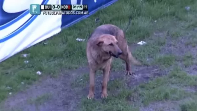 Fútbol argentino: perro invadió campo e intentó morder a un recogebolas