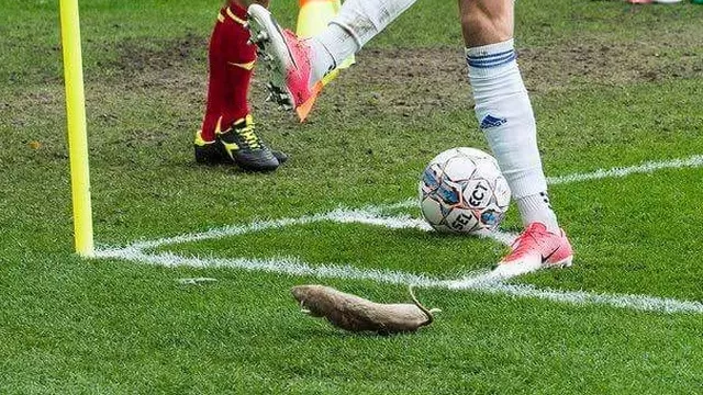 Lanzan ratas contra futbolistas. Foto: @WSCsupporters