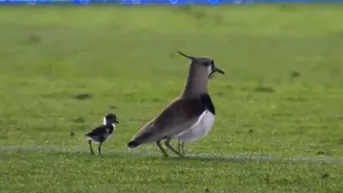 Mario Yepes y su reacción con un grupo de aves que invadió el campo