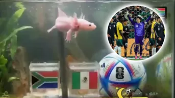 Paco el ajolote tuvo inesperada predicción para el México vs Sudáfrica