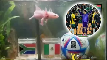 Paco el ajolote tuvo inesperada predicción para el México vs Sudáfrica