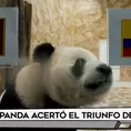 Oso panda acertó el triunfo de Ecuador 