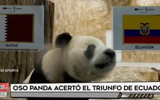 Oso panda acertó el triunfo de Ecuador  - Noticias de ecuador