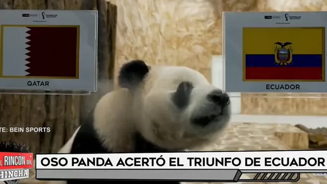 Oso panda acertó el triunfo de Ecuador 