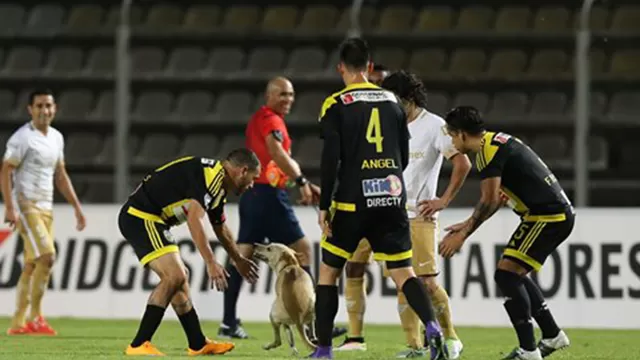 Un perro invadió la cancha y detuvo el partido entre Táchira y Pumas