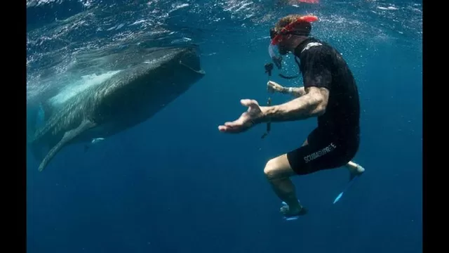 Sergio Ramos buceó entre tiburones ballena antes de integrarse al Real Madrid-foto-4