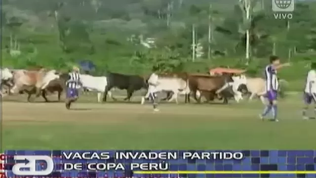 Insólito: Vacas invaden partido de Copa Perú