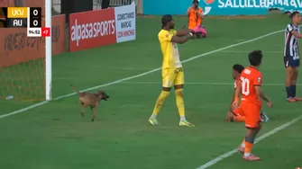 Perrito ingresó en el Alianza Lima vs César Vallejo / Foto: Bicolor+ / Video: Bicolor+