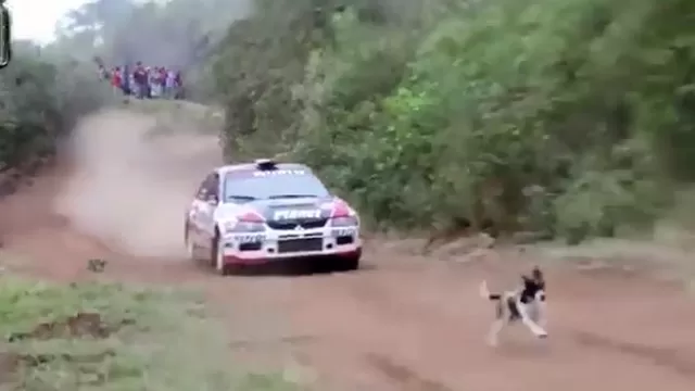 Bolivia: un pequeño perro salvó de morir atropellado en Rally Codasur