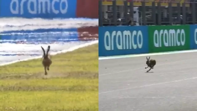 Mira qué hizo el animal. | Video: @Formula2