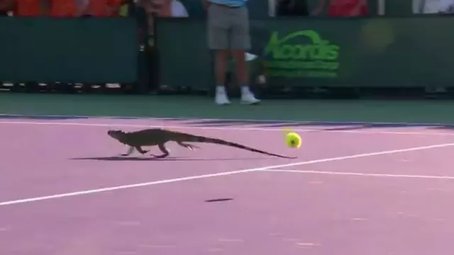 ¡Insólito! Iguana interrumpió partido del Masters 1000 de Miami