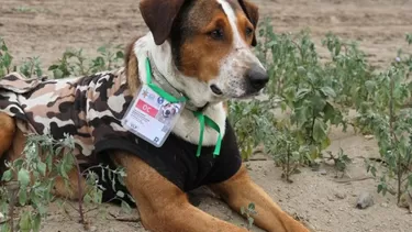 Lima 2019: estas mascotas se robaron el corazón de los deportistas