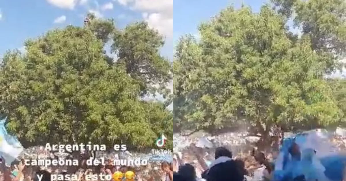 Argentina: Hincha se cayó desde lo más alto de un árbol en festejos del  Mundial | America deportes