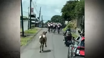 Costa Rica: Una vaca se robó el show en carrera de ciclismo