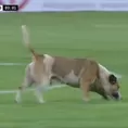 Sporting Cristal vs. Binacional: Perrito se metió a la cancha y sufrieron para sacarlo