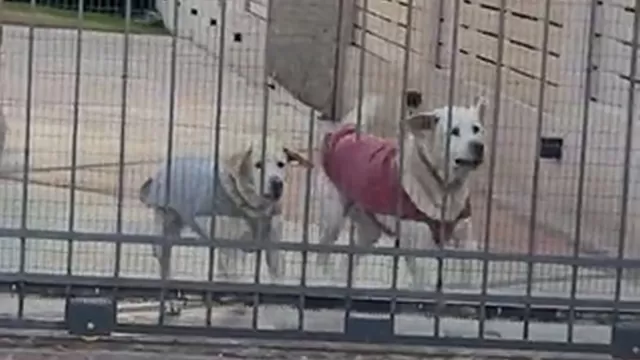 El video de los perros se viralizó. | Fuente: TikTok