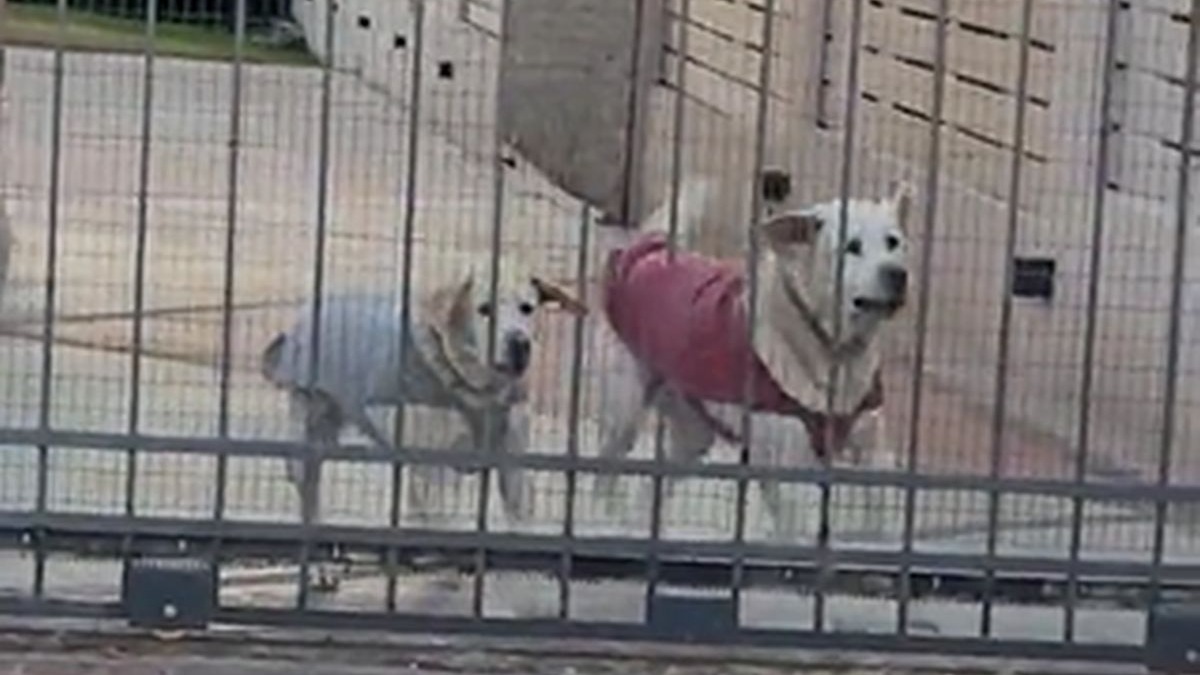 TikTok: Video de los perros barristas se viraliza