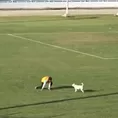 Copa Perú: Un perro invadió la cancha y se robó el show en Andahuaylas