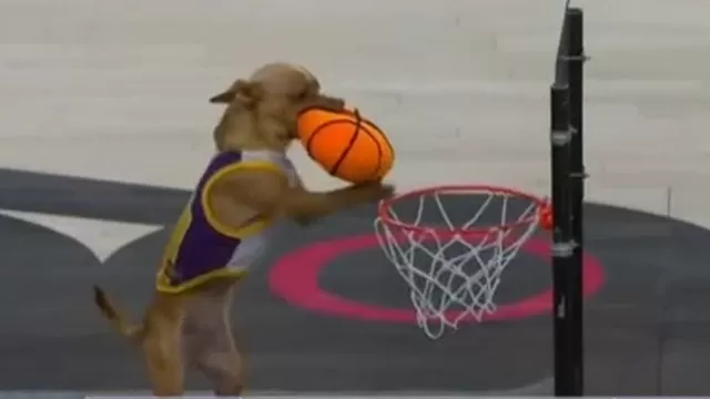 NBA: Perrito hace una canasta en el partido Lakers vs. Phoenix Suns