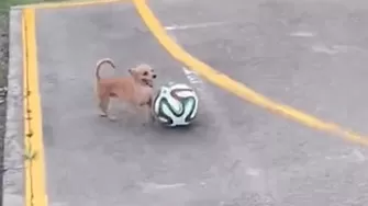 El perro "Messi"