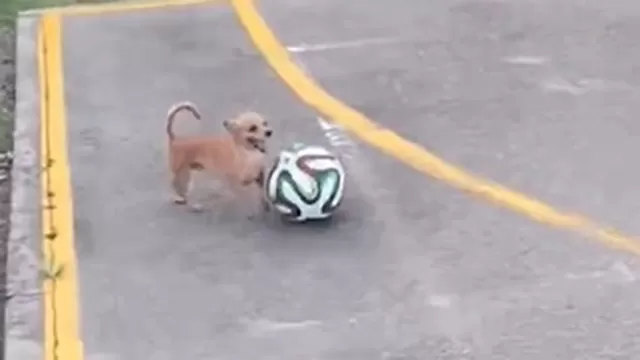 ¡El perrito con el talento de Lionel Messi!