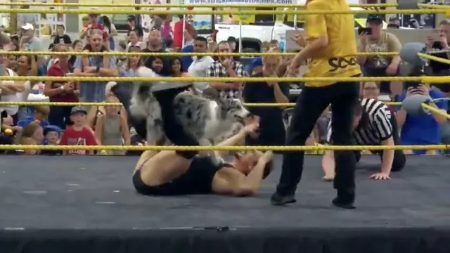 Twitter: Un perro se quedó con la victoria en un combate de lucha libre